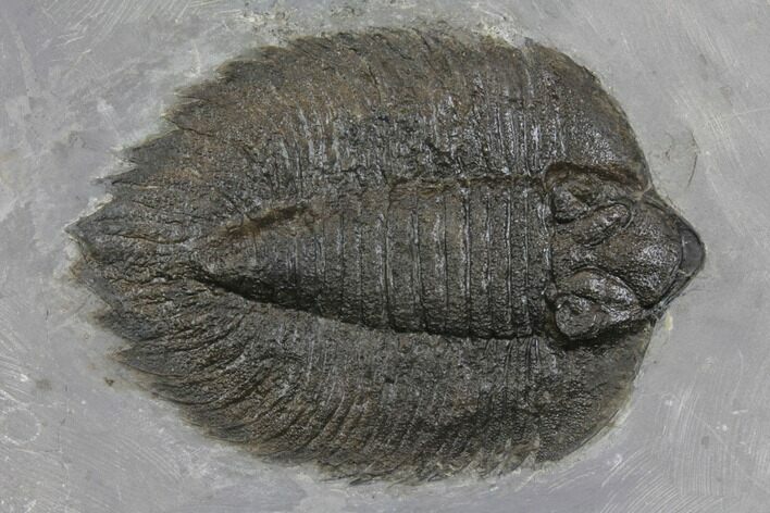 Arctinurus Trilobite - Classic New York Trilobite #147260